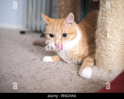 Mika die orange Tabby spielen Verstecken und Suchen Stockfoto