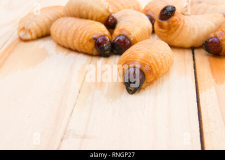 Red Palm Rüsselkäfer auf dem Holzboden Hintergrund (rhynchophorus Art) Larven von Insekten selektiven Fokus mit einer geringen Tiefenschärfe Stockfoto