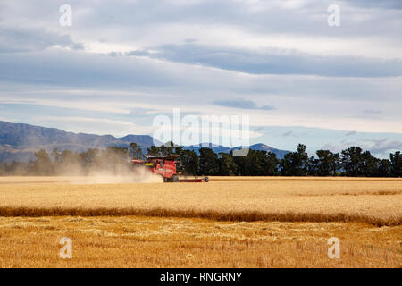 Sheffield, Canterbury, Neuseeland, 19. Februar 2019: ein rotes Case Feldhäcksler Mähdrescher bei der Arbeit in einem Weizenfeld im Sommer Stockfoto