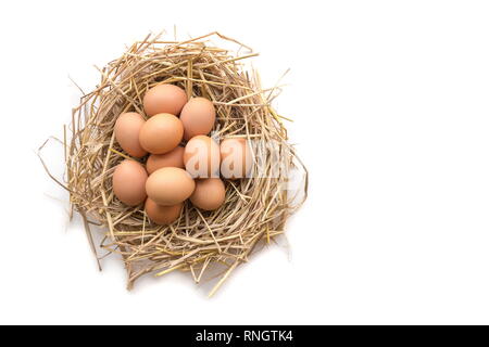 Blick von oben auf die braune Eier in ein Nest auf einem weißen Hintergrund, Bild mit kopieren. Stockfoto