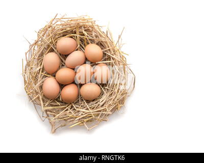 Blick von oben auf die braune Eier in ein Nest auf einem weißen Hintergrund, Bild mit kopieren. Stockfoto