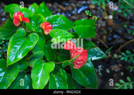 Natürliche Hintergrund, Anthurium (Tailflower, Flamingo Blume, Laceleaf) Pflanzen und Blumen. Die Blüten stehen in dichten Spiralen auf Spike geformte Spa enthalten Stockfoto