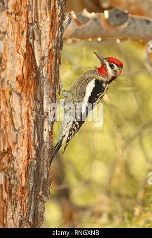 Ein Rotnacksapsucker, der von der Fütterung pausiert. Stockfoto