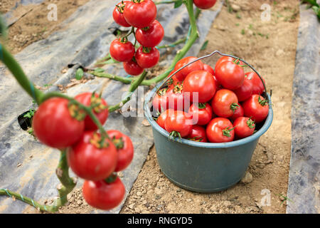 Ernte der reifen Tomaten bei Organic Farm. Eimer voller Reife gesunde Tomaten Gemüse. Landwirtschaft im Gewächshaus. Stockfoto