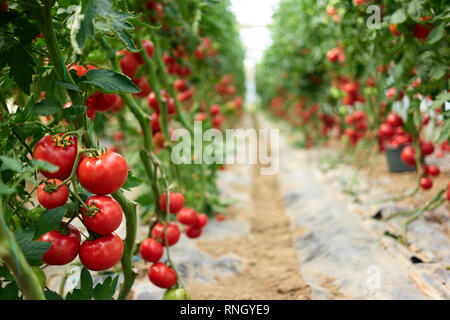 Schöne rote reife Tomaten in einem Gewächshaus. Zeilen von reifen Tomaten aus eigenem Anbau vor der Ernte. Die ökologische Landwirtschaft. Stockfoto