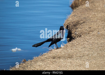 Ein grackle auf der Suche nach Nahrung an der Küste Stockfoto