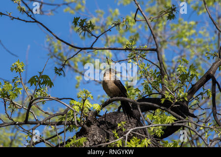 Grackle thront in einem angehenden Baum Stockfoto