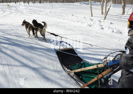 Kamtschatka Kinder Wettkämpfe Schlittenhunderennen Dyulin (beringia). Laufender Hund Schlitten junger musher Nesterow Gleb. Stockfoto