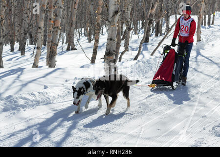 Kamtschatka Kinder Wettkämpfe Schlittenhunderennen Dyulin (beringia). Laufender Hund Schlitten Siberian husky Junge musher Evstratov Gregory. Stockfoto