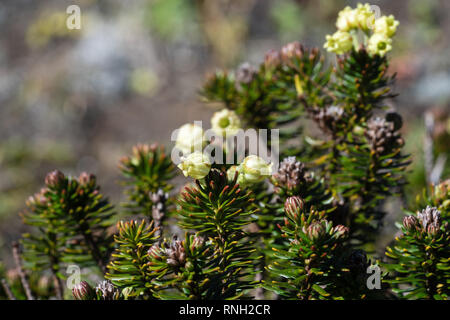 Sibirische Wacholderbeeren (Juniperus pumila Burgsd) - Geringe immergrüne Nadelwald dicht schleichende verzweigte Strauch von Familie Zypresse (Cupressaceae), der ord Stockfoto