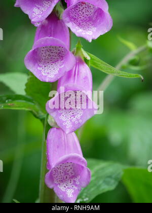 Lavendel Fingerhut Blumen Stockfoto