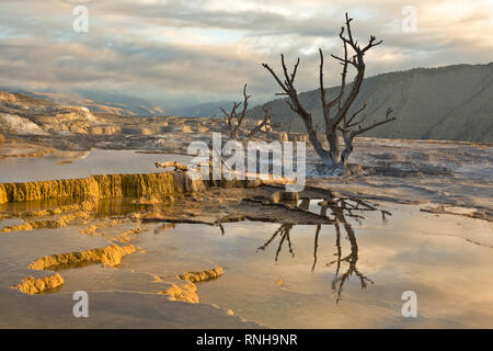 WY 03810-00 ... WYOMING - Sonnenaufgang auf der oberen Terrasse von Mammoth Hot Springs, Yellowstone National Park. Stockfoto