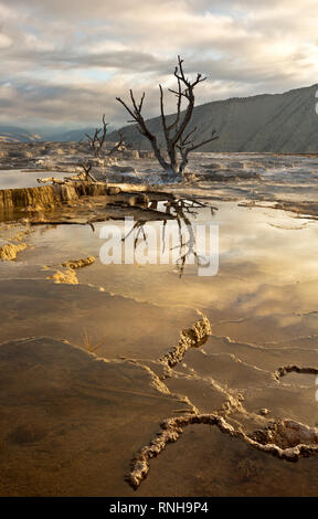 WY 03811-00 ... WYOMING - Sonnenaufgang auf der oberen Terrasse von Mammoth Hot Springs, Yellowstone National Park. Stockfoto