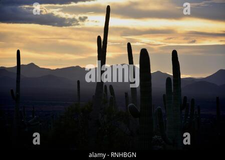 Wüste Sonnenuntergang von Saguaro National Park in Tucson, AZ Stockfoto