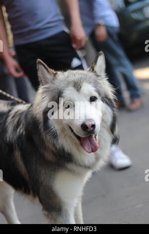 Porträt eines Alaskan Malamute Hund auf einem Spaziergang Stockfoto