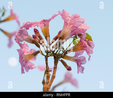 Tabebuia rosea, rosig Trompete baum Blüte Stockfoto