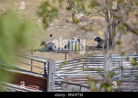 Ein Mob von dorper Schafe Tierheim nehmen von der heftigen australische Sonne während der 2018/2019 die Dürre in Australien, im nördlichen New South Wales Stockfoto