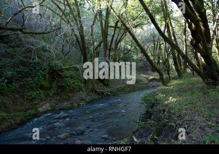 San Anselmo Bach fließt durch den Cascade Canyon offenen Raum erhalten, wo es mit Cascade Creek schneidet. Stockfoto