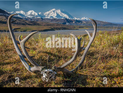 Caribou Geweih frame Denali am Eielson Visitor Centre, Denali National Park, Alaska, USA Stockfoto