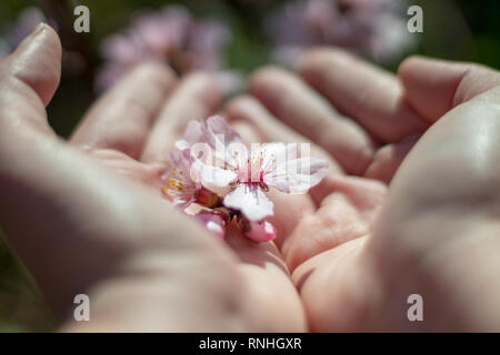 Mandelblüte in der Hand Stockfoto