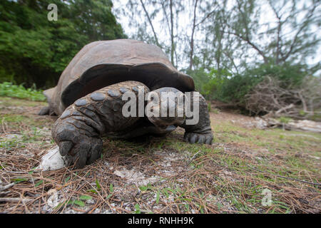 Aldabra-Riesenschildkröte (Aldabrachelys Gigantea), Aldabra, Seychellen Stockfoto