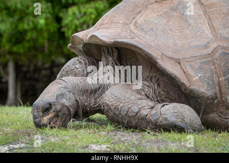 Aldabra-Riesenschildkröte (Aldabrachelys Gigantea), Aldabra, Seychellen Stockfoto