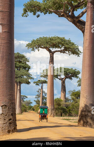 Radfahrer in Allee der Baobabs, Madagaskar Stockfoto