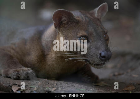 Fossa (Cryptoprocta ferox), Madagaskar Stockfoto