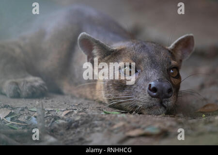 Fossa (Cryptoprocta ferox), Madagaskar Stockfoto