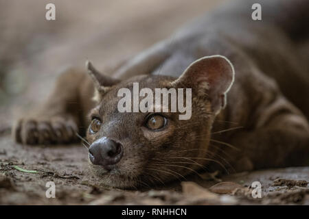 Fossa (Cryptoprocta ferox), Madagaskar Stockfoto
