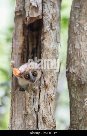 Graue Maus Lemur (Microcebus murinus) Stockfoto