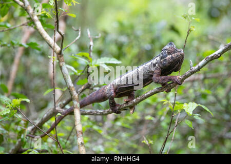 Madagaskars riesigen Chameleon (Furcifer oustaleti) Stockfoto