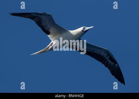 Red-footed Booby (Sula Sula) Stockfoto