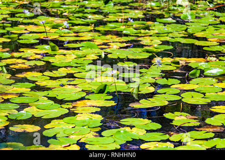 Teich gefüllt mit wunderschönen Seerosen auf sonnigen Tag Stockfoto