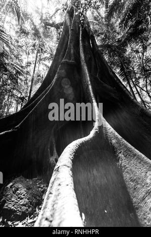 Feigenbaum mit riesigen Wurzeln in wilden natürlichen Regenwald Umwelt - Schwarz/Weiß-Bild Stockfoto