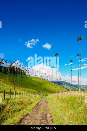 Wachs Palmen (Ceroxylon quindiuense), Cocora Tal, Salento, Quindio Abteilung, Kolumbien Stockfoto