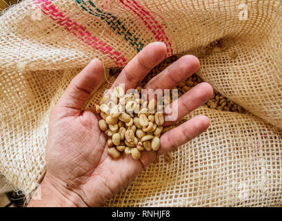 Kaffeebohnen, El Ocaso Farm, Salento, Quindio Abteilung, Kolumbien Stockfoto