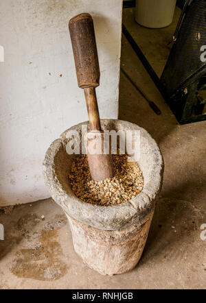 Kaffeebohnen, El Ocaso Farm, Salento, Quindio Abteilung, Kolumbien Stockfoto