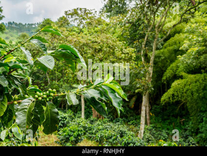 Coffea Plantation, Salento, Quindio Abteilung, Kolumbien Stockfoto