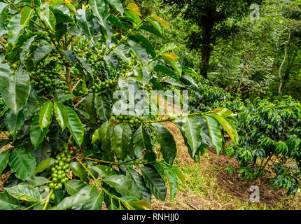 Coffea Plantation, Salento, Quindio Abteilung, Kolumbien Stockfoto