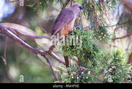 Mousebird Essen im Baum Stockfoto