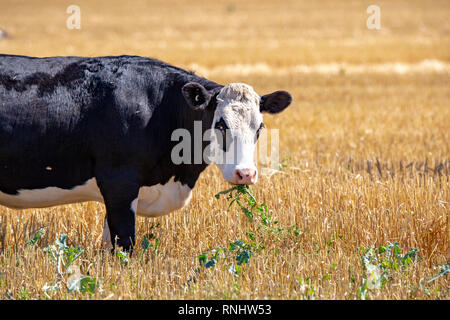 Eine schwarze und weiße Hereford Rind munches auf Grüns in einem Feld in Neuseeland Stockfoto