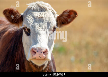 Ein Porträt eines braunen und weißen Hereford Kuh auf einer Farm in Neuseeland Stockfoto