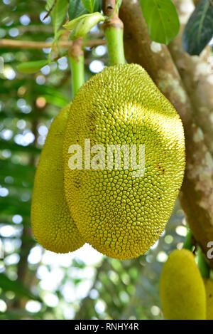 Jackfrucht Stockfoto