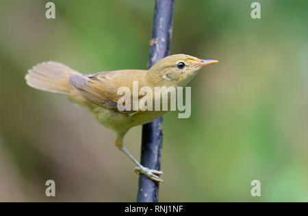 Junge Marsh Warbler (Reed Warbler) neugierig und anfragende Stockfoto