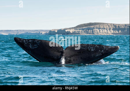 Southern Right Whale Tail segeln, die Halbinsel Valdes, Argentinien. Stockfoto