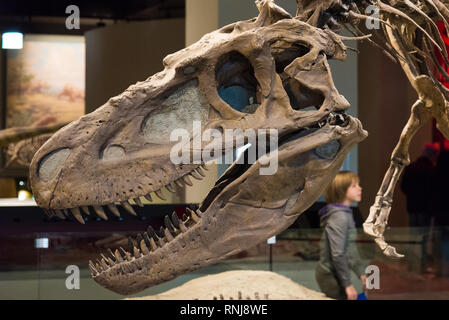 Leiter der Tyrannosaurus rex in der Anzeige. Field Museum, Chicago, Illinois, USA. Stockfoto