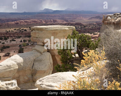 Golden Wildblumen in den Vordergrund mit dem Felsformationen, und immergrünen und bunten Canyon Wände des kleinen Grand Canyon im Hintergrund. Stockfoto