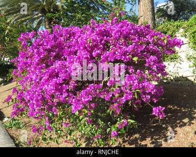 Eine Nahaufnahme der Bougainvillea Blüten in eine mediterrane Landschaft wachsenden Stockfoto