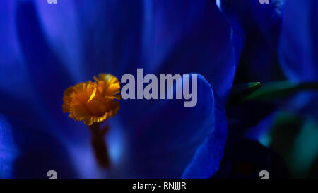 Nahaufnahme von blaue Blume Stockfoto